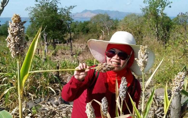 Saatnya untuk semakin membangkitkan kembali keemasan sorgum. Sorgum tumbuh subut di lahan kering dan bebatuan. (Foto: Gapey Sandy)