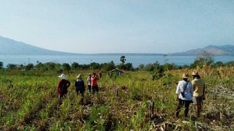 Tanaman sorgum yang cocok tumbuh di Nusa Tenggara Timur dengan kondisi tanah kering dan bebatuan. Tampak di kejauhan adalah Selat Solor dengan salah satu gunung yang ada di Pulau Solor. (Foto: Gapey Sandy)