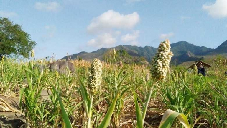 Tanaman sorgum yang cocok tumbuh di Nusa Tenggara Timur dengan kondisi tanah kering dan bebatuan. (Foto: Gapey Sandy)