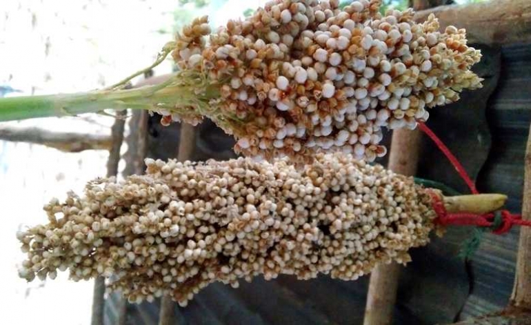 Sorgum yang baru dipetik dari pohonnya, segera dilakukan penjemuran sebelum disosoh menggunakan mesin pemecah kulit sorgum. (Foto: Gapey Sandy)