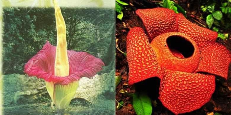Amorphopalus titanum atau bunga bangkai (kiri) dan Rafflesia arnoldi (kanan). Foto dok. Kompas