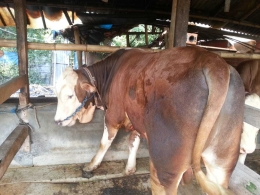 Sapi Qurban/Doc Nendar