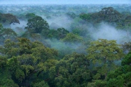 Pohon Dipterocarp yang tumbuh di habitat hidupnya di Gunung Palung. Foto dok. Tim Laman, Yayasan Palung (YP)/GPOCP