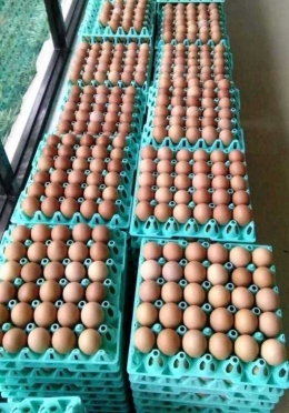 Contoh telur sesuai spesifikasi supermarket (Dokumentasi Pribadi)