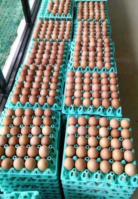 Contoh telur sesuai spesifikasi supermarket (Dokumentasi Pribadi)