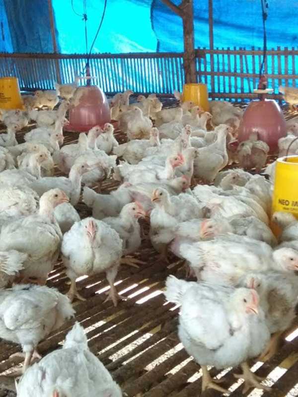mengurangi angka kematian ayam