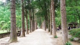 Tree Line Road (Dokpri)