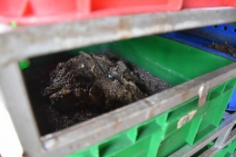 Pembusukan sampah organik oleh larva BSF.