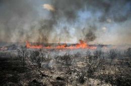 Lahan pertanian yang terbakar (dok.middleeast.net) 