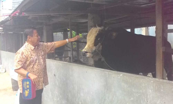 PENULIS mengelus sapi simental yang cepat membesar karena secara teratur menikmati limbah tahu milik Hafes Renaldo. (DOK. PRIBADI)