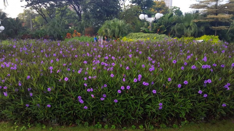 Bunga yang cantik di Taman Balai Kota Surabaya (dok. pri).