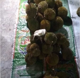 Berburu durian dengan ukuran yang tidak terlalu besar dan biji yang kecil, cocok untuk Anda yang suka durian tetapi tidak mengonsumsinya dalam jumlah banyak. Saya bisa mendapatkannya di kampung halaman jika saya mau keluar di malam hari. Gambar merupakan dokumen pribadi yang telah diunggah di Instagram.