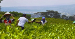 Meminjam Topi Pemetik Teh Gunung Dempo. Latar Belakang Kota Pagaralam I Foto: OtnasusidE