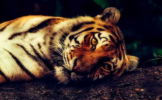 Panthera tigris. Sumber: pixabay.com