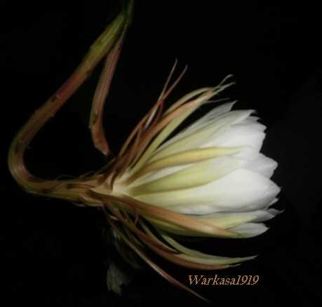 Mitos dan Fakta tentang Bunga Wijayakusuma Halaman all Mitos dan Fakta tentang Bunga Wijayakusuma Halaman all