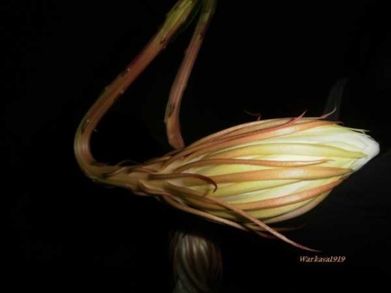 Mitos dan Fakta tentang Bunga Wijayakusuma Halaman all Mitos dan Fakta tentang Bunga Wijayakusuma Halaman all