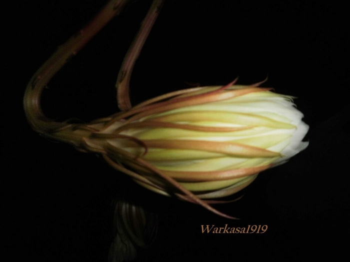 Mitos dan Fakta tentang Bunga Wijayakusuma oleh Mitos dan Fakta tentang Bunga Wijayakusuma oleh