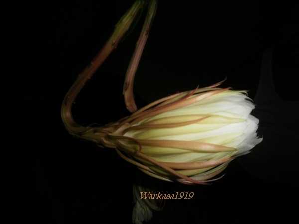 Mitos dan Fakta tentang Bunga Wijayakusuma Halaman all Mitos dan Fakta tentang Bunga Wijayakusuma Halaman all