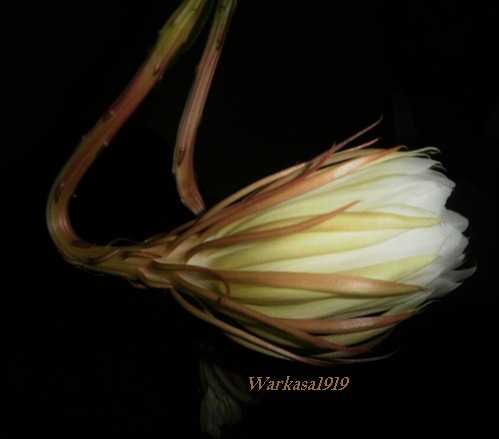 Mitos dan Fakta tentang Bunga Wijayakusuma Halaman all Mitos dan Fakta tentang Bunga Wijayakusuma Halaman all