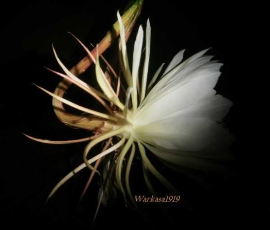 Mitos dan Fakta tentang Bunga Wijayakusuma Halaman 3 Mitos dan Fakta tentang Bunga Wijayakusuma Halaman 3