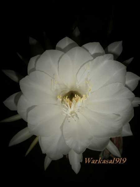 Mitos dan Fakta tentang Bunga Wijayakusuma Halaman all Mitos dan Fakta tentang Bunga Wijayakusuma Halaman all