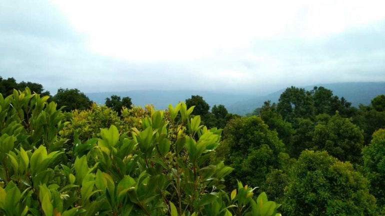 Foto diambil di atas pohon cengkeh, pada saat mulai mendung. (dokumentasi pribadi)