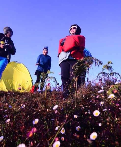 Bunga Daisy khas Gunung Prau yang banyak bermekaran di sekitar lokasi perkemahan Gunung Prau. (Foto: Dokpri.)