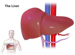 Organ Hati atau Liver pada Manusia (sumber: mediskus.com)