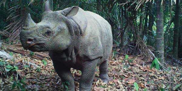 Badak Jawa/Badak Bercula Satu (Rhinoceros Sondaicus) (Foto : inilah.com)