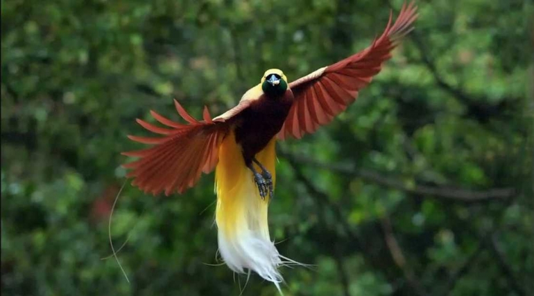 Cendrawasih Kuning Besar (Paradisaea Apoda) (Foto : pacebro.com)
