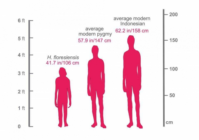 Perbandingan tinggi badan manusia kerdil Flores, manusia kerdil modern dan tinggi badan orang Indonesia. Sumber: Serena Tucci, Department of Ecology and Evolutionary Biology, Princeton University