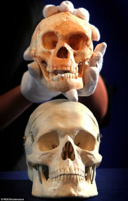 Perbandingan ukuran tengkorak manusia kerdil Flores (atas) dengan manusia modern (bawah). Sumber: Rex Shutterstock