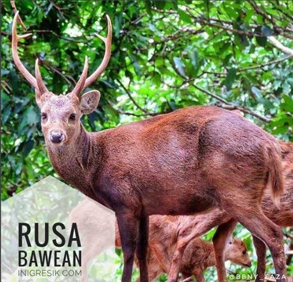 Rusa Bawean (Hyelaphus Kuhlii) (Foto : inigresik.com)