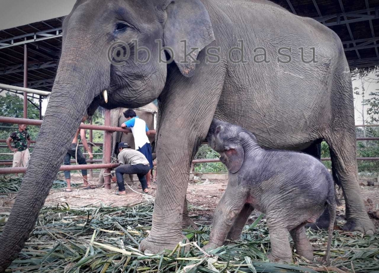 Satu Ekor Gajah Sumatera Kembali Lahir Di Barumun (dok/Humas KLHK)