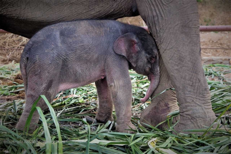 Satu Ekor Gajah Sumatera Kembali Lahir Di Barumun (dok/Humas KLHK)