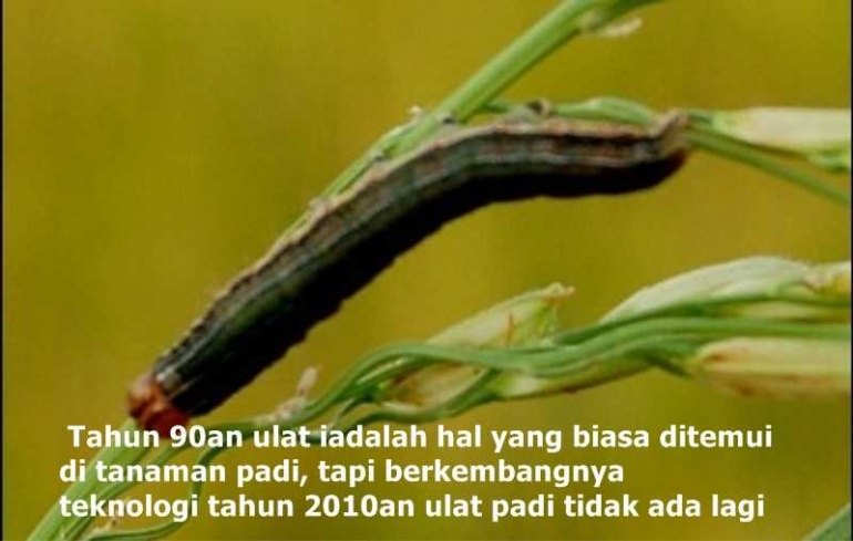 Peptisida nabati mengusir hama gambar diambil dari http://petanitop.blogspot.com/2016/06/cara-efektif-pengendalian-hama-ulat.html