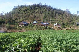 Tanaman Kentang yang tumbuh subur di dusun Babangeng Kabupaten Bantaeng (Dokumentasi Pribadi)