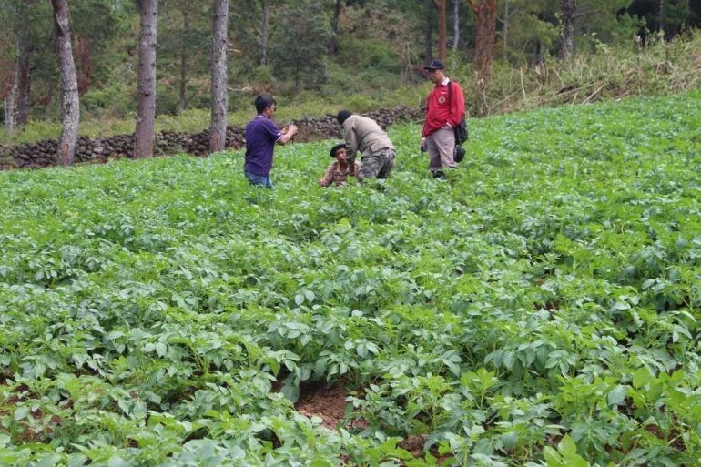 Daeng Harun menjelaskan ke Tim PLTMH BP2LHK Makassar tentang tanaman Kentang (Dokumen Pribadi)