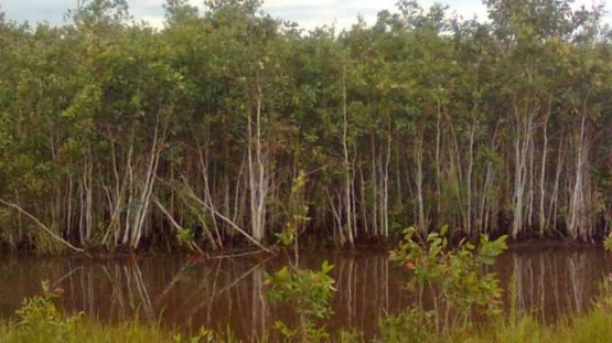 Hutan pohon galam (Melaleuca leucadendron) (Foto : kalimantanberita.com)