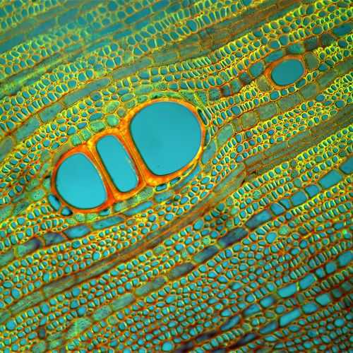 Gambar mikroskopis sel makhluk hidup