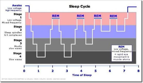 Siklus Tidur (Sumber: catalystathletics.com)
