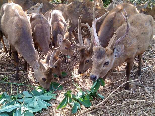 DILINDUNGI: Kawanan rusa bawean di penangkaran Desa Pudakit, Kecamatan Sangkapura, Gresik. | bawean.net
