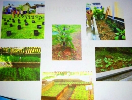 Berkebun sayur di skeolah, di Kabupaten Sorong .Untuk dimasak oleh komite sekolah , dalam rangka ProGAS