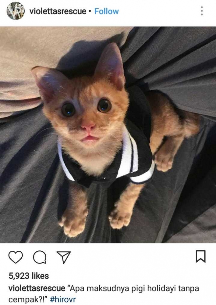 instagram: Violettarescue