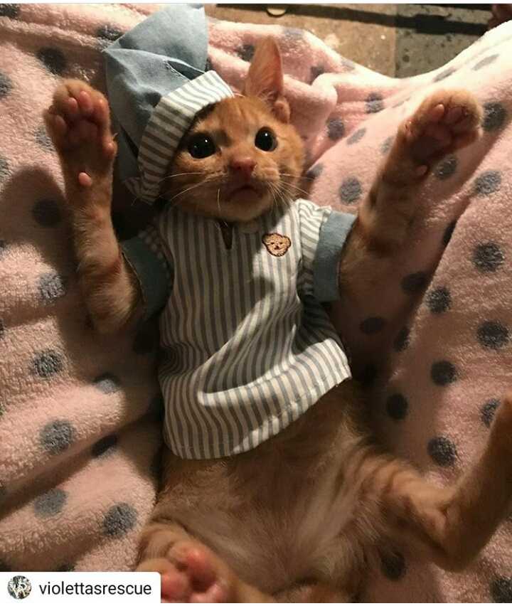 Hiro Kucing Kecil Yang Beri Arti Semangat Hidup Halaman All Kompasiana Com