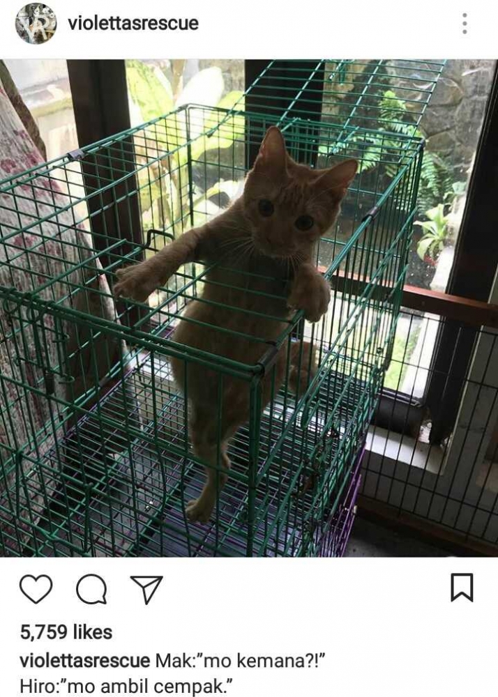instagram: Violettarescue