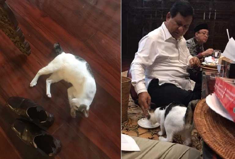 Kolase foto Prabowo dan seekor kucing (sumber: Instagram @prabowo dan Twitter @FeryMokoginta)