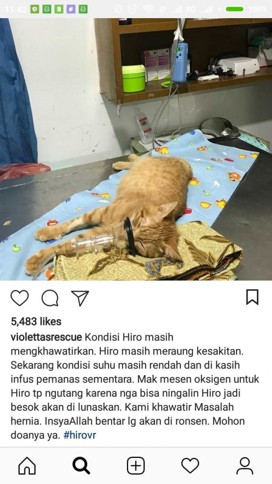 instagram: Violettarescue