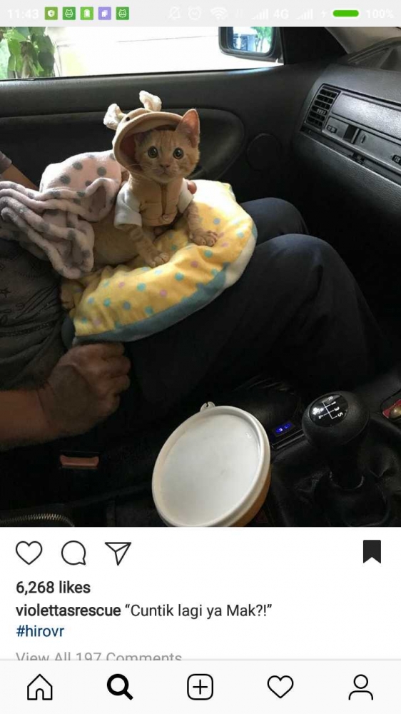 instagram: Violettarescue
