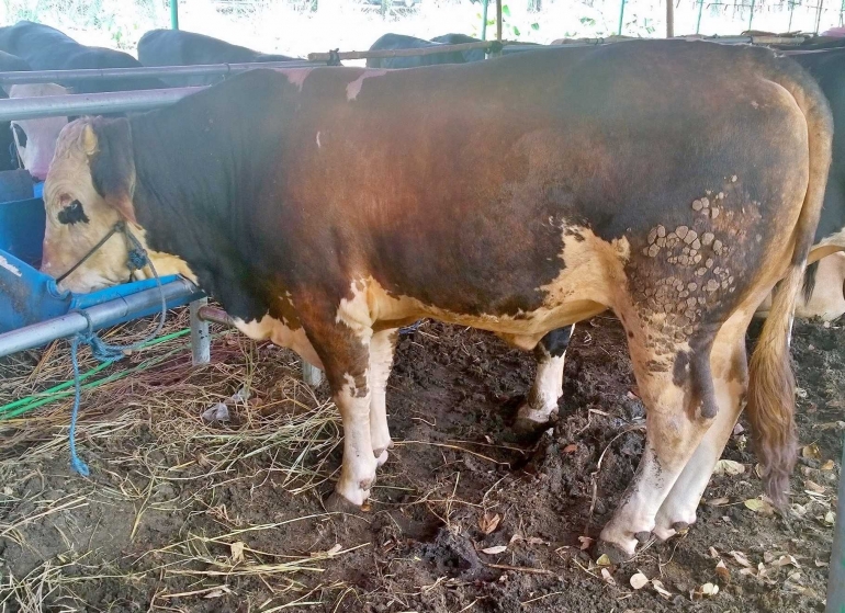 Sapi simmental yang sintal, masih berjuang menghabiskan menu siang yang nikmat (dokpri).